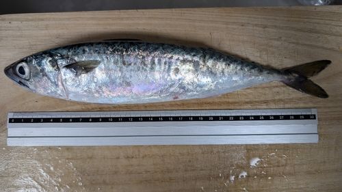 サバの釣果