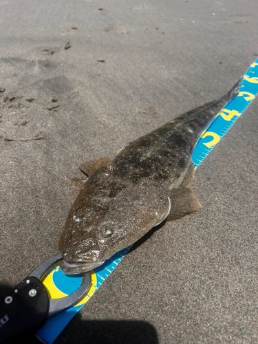 マゴチの釣果