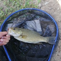 スモールマウスバス