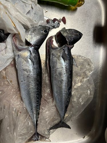 ソウダガツオの釣果