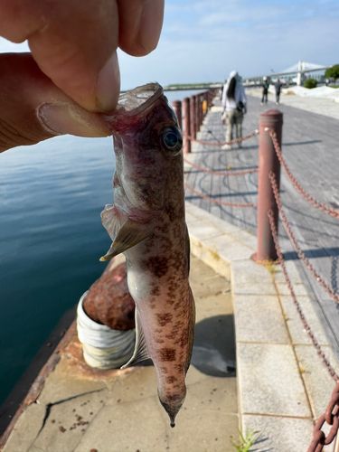 サビハゼの釣果