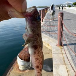 サビハゼ