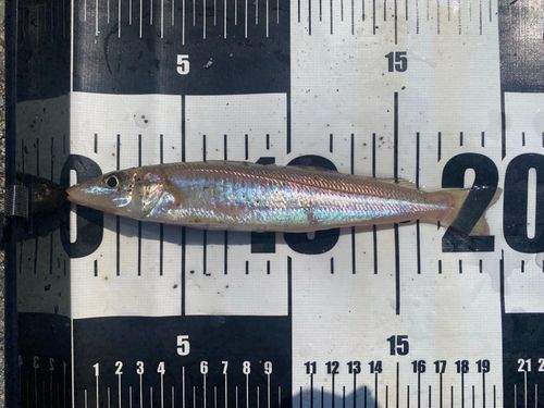キスの釣果