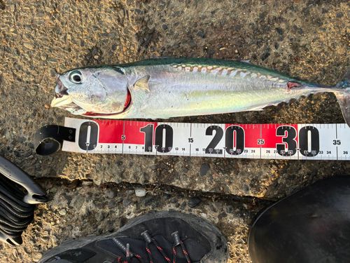 ソウダガツオの釣果