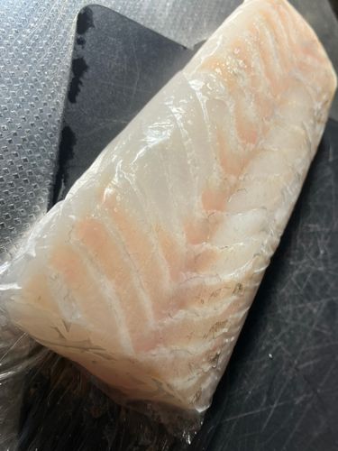 スズキの釣果