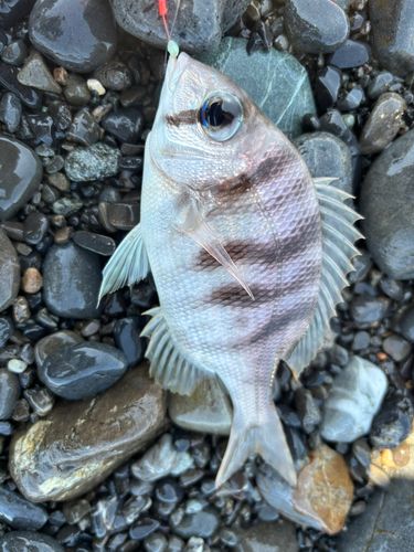 メイチダイの釣果