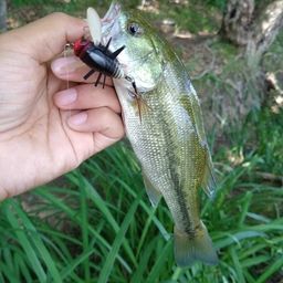 ラージマウスバス