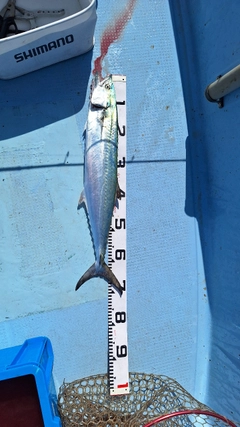 サゴシの釣果