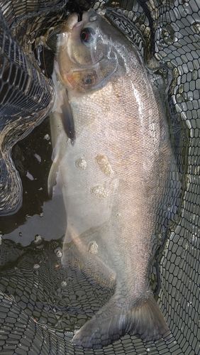 コロソマの釣果