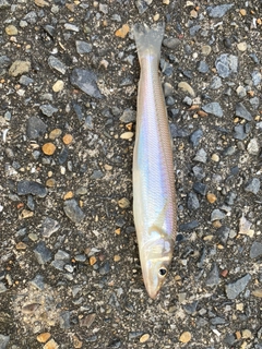 シロギスの釣果