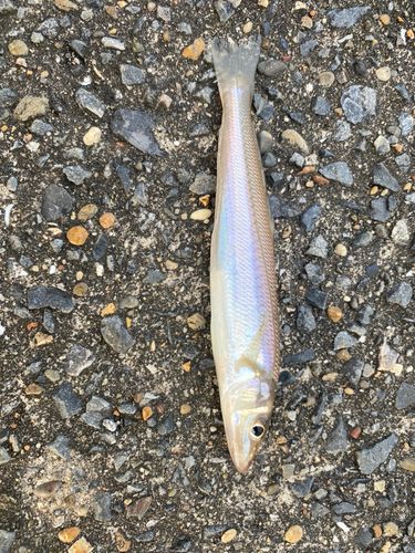 シロギスの釣果