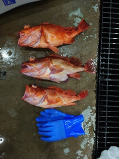 ウッカリカサゴの釣果
