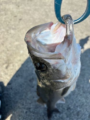スズキの釣果