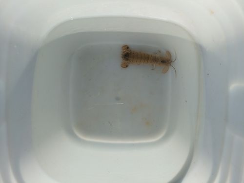 シャコの釣果