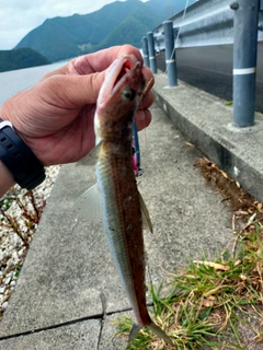 アコウの釣果