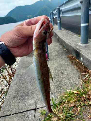 アコウの釣果