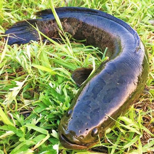 ライギョの釣果