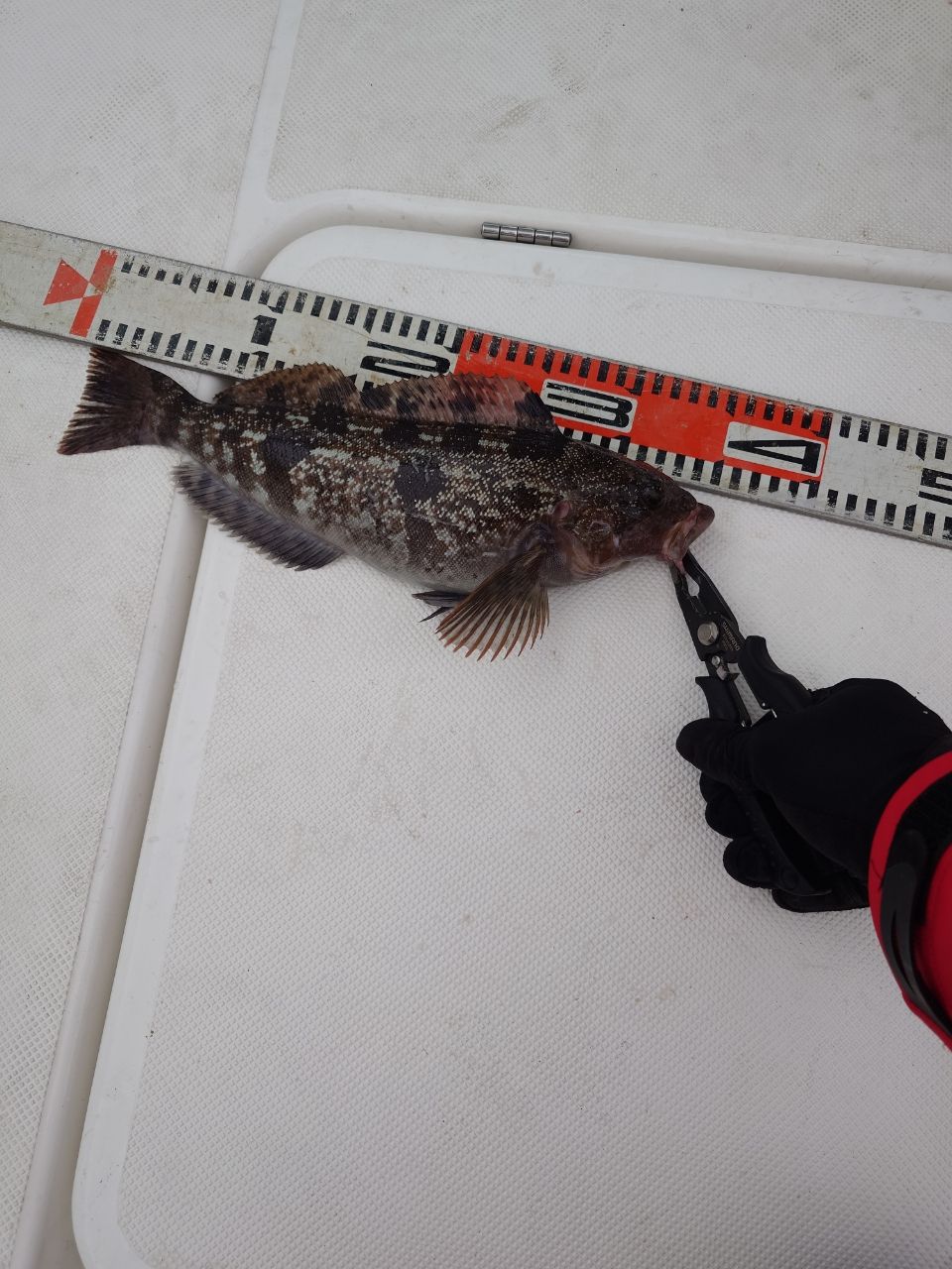 SHIMANO 22オシアジガー フルベンド B60-2の最安値・インプレ