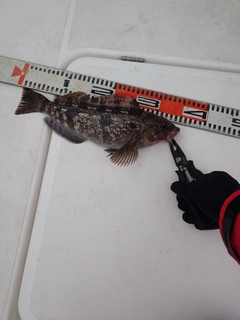 アイナメの釣果