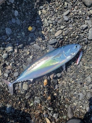 ソウダガツオの釣果