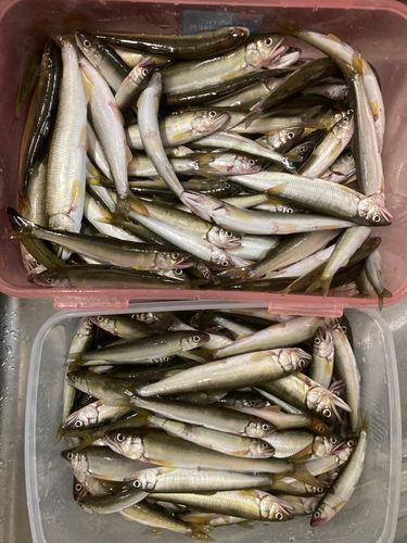 コアユの釣果