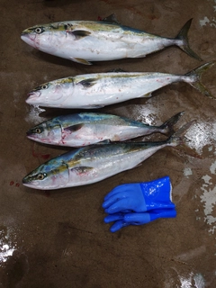 ブリの釣果