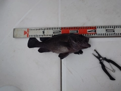 クロソイの釣果
