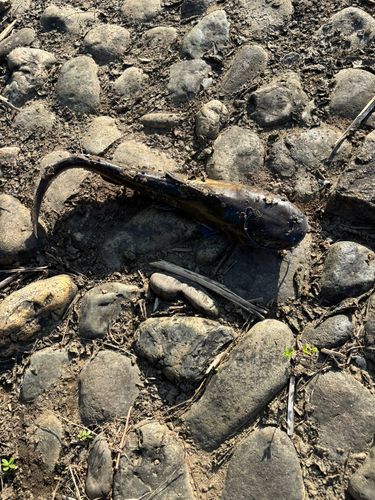 アメリカナマズの釣果