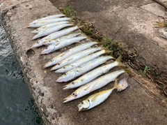カマスの釣果