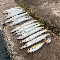 カマス