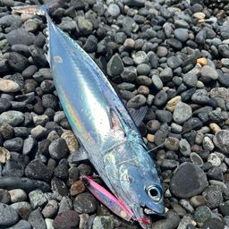 ソウダガツオ