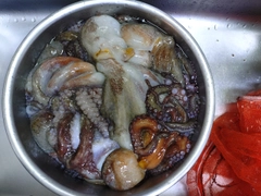 マダコの釣果