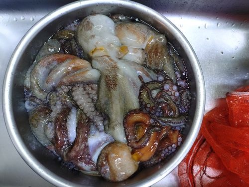 マダコの釣果