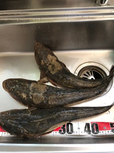 マゴチの釣果