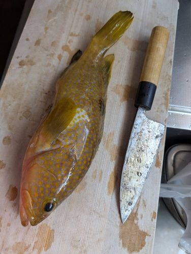 キジハタの釣果