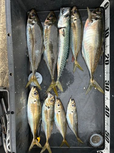 アジの釣果