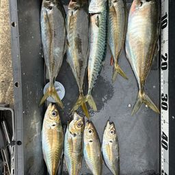 アジ