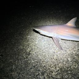 サメ