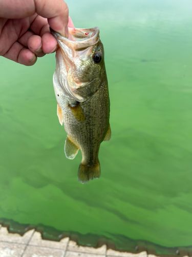 ラージマウスバスの釣果