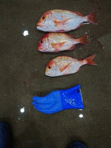 キダイの釣果
