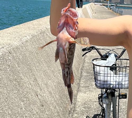 ガシラの釣果