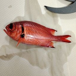 アカマツカサ
