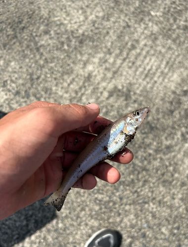 シロギスの釣果