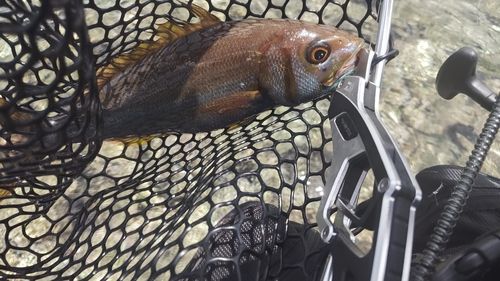 イシフエダイの釣果
