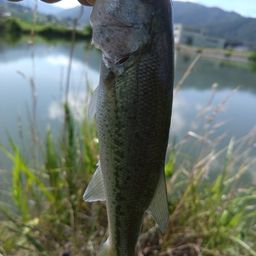 ラージマウスバス