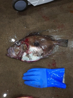 マトウダイの釣果