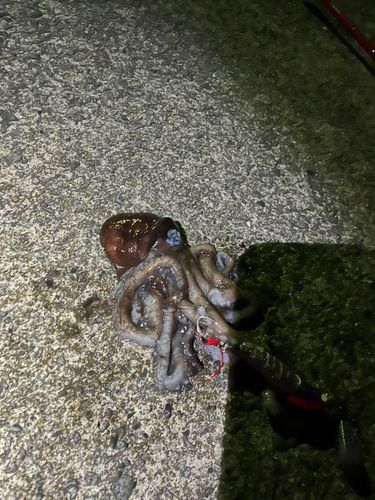 テナガダコの釣果