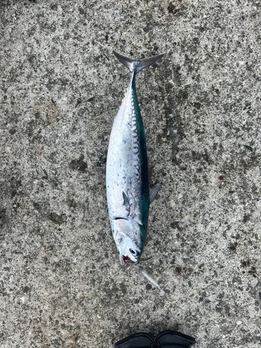 メジカの釣果