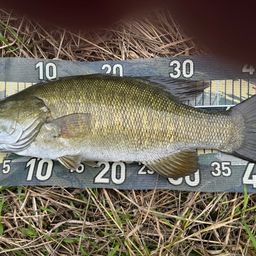 スモールマウスバス