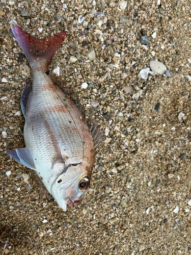 タイの釣果